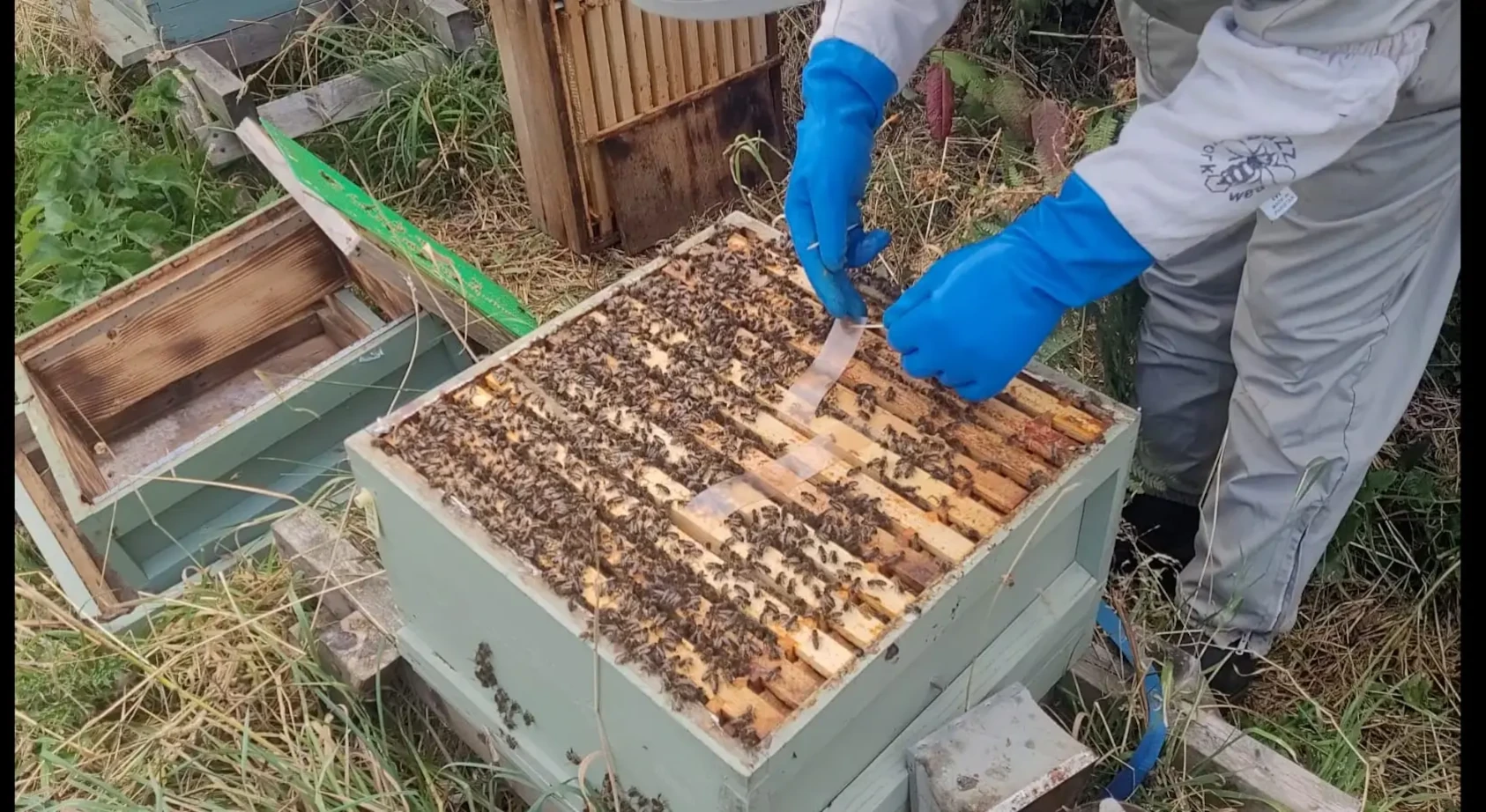 Apivar varroa treatment strips being positioned in the brood area of a honey bee colony after the honey harvest