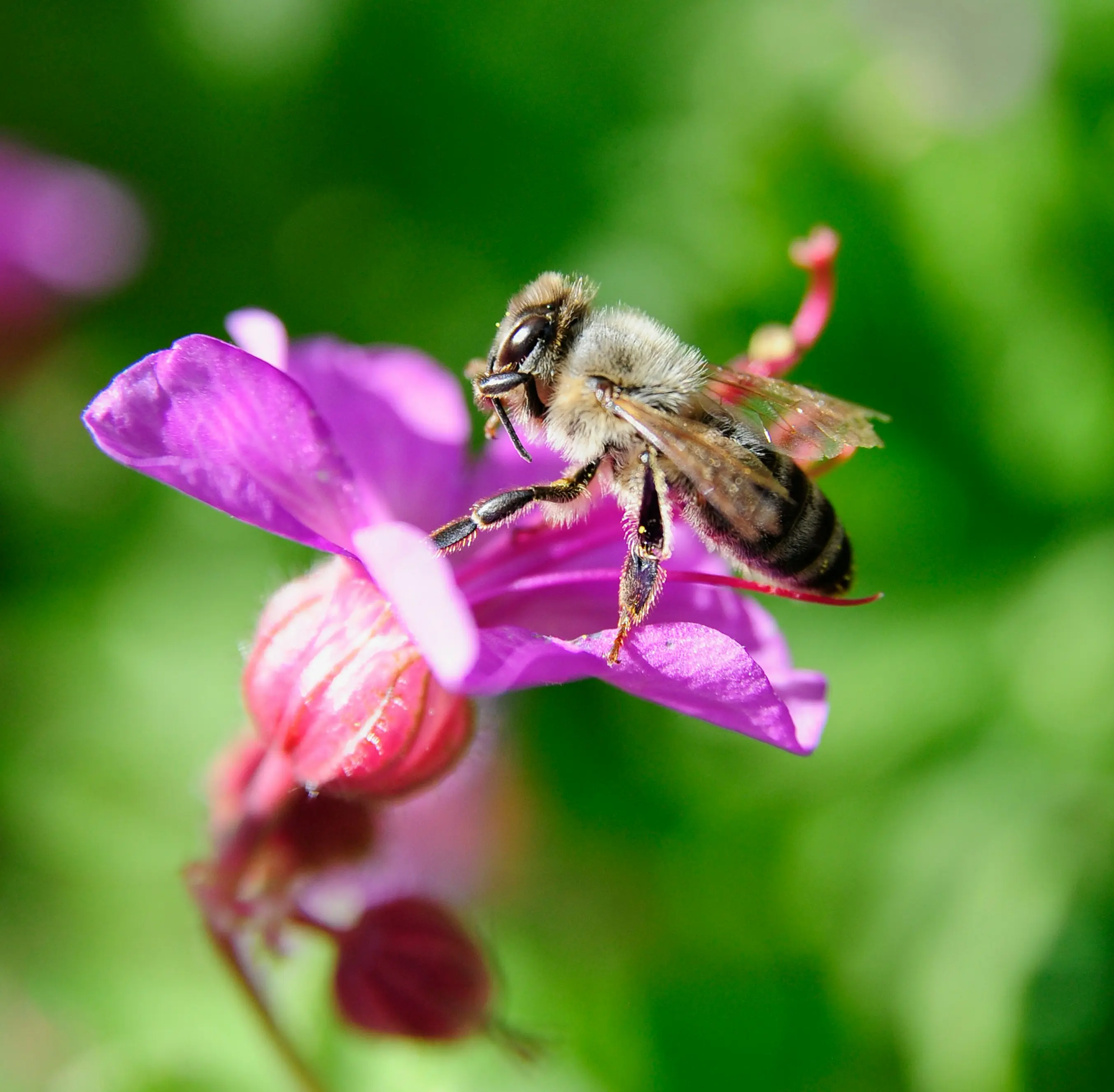 How Beekeeping Helps the Environment