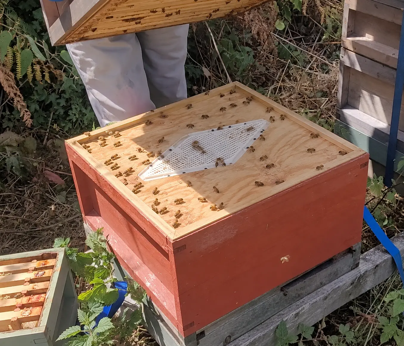 Illustrative bee escape fitting mounted to the underside of a wooden clearer board
