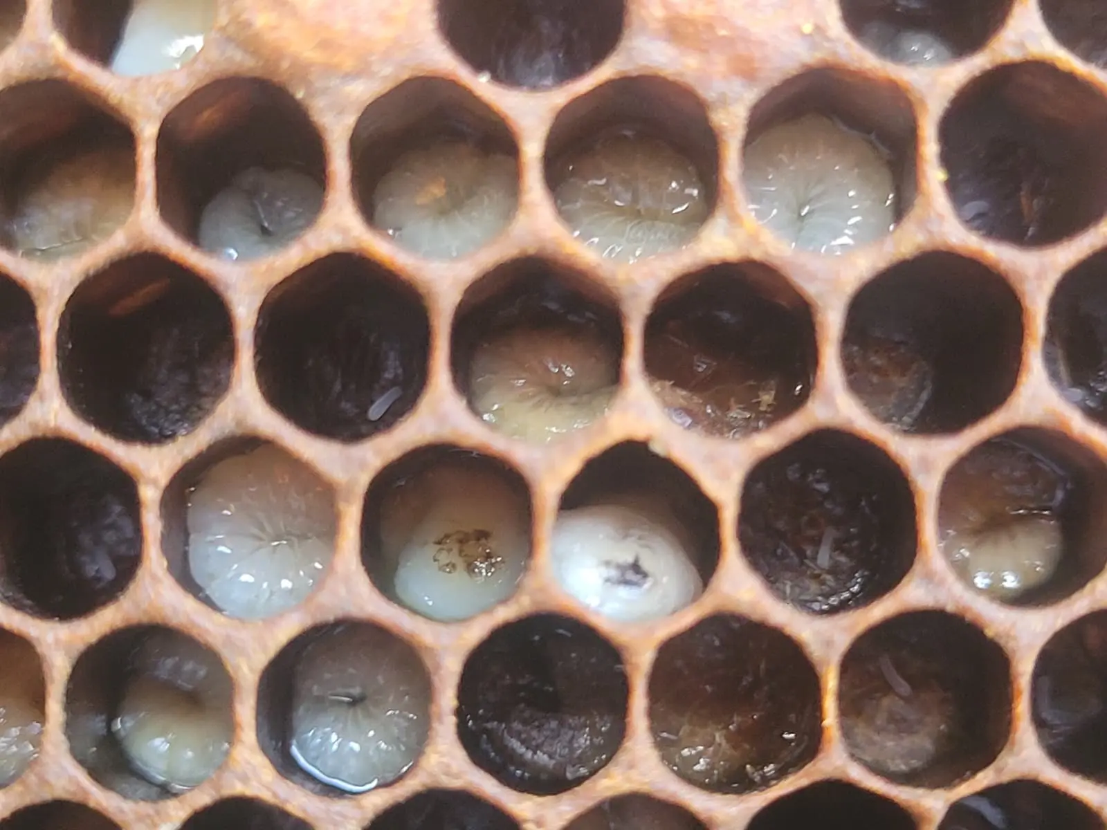 Twisted and yellowing larvae in brood cells during a suspected European Foulbrood inspection