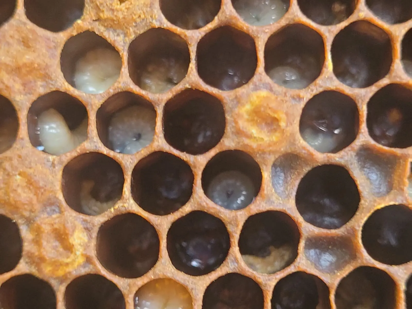 Close-up of discoloured honey bee larvae showing signs later confirmed as European Foulbrood