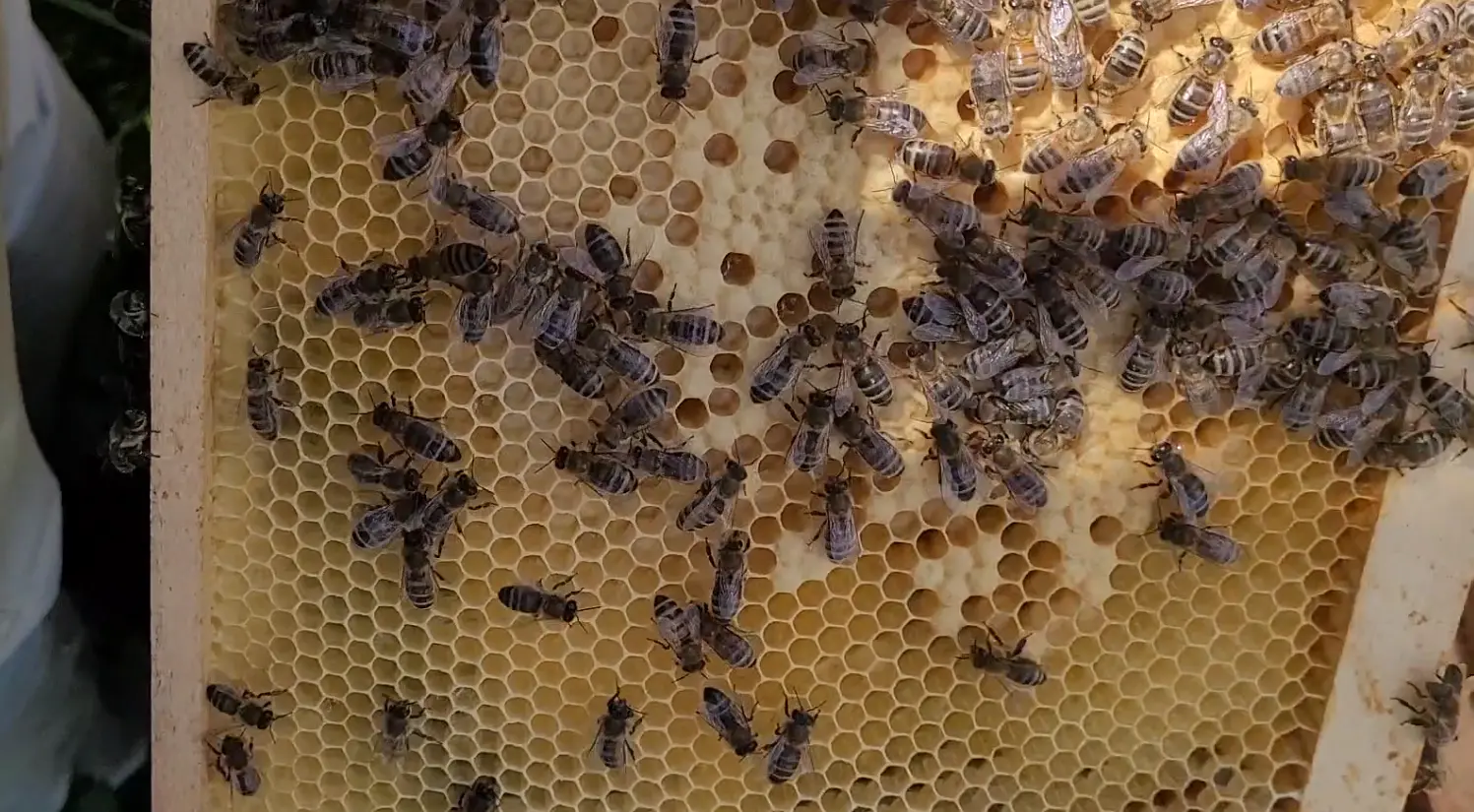 Fresh honey bee eggs and young larvae in worker cells showing recent queen activity