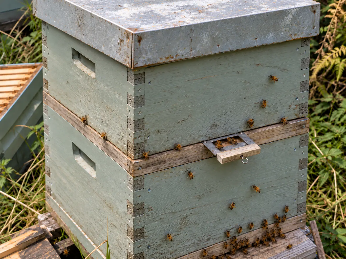 Illustrative timber beekeeping separator board with two ventilation mesh panels and an entrance fitting