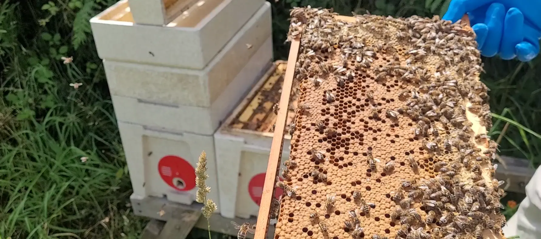 Healthy brood frame during a July inspection of one of my honey bee colonies at my Apiary