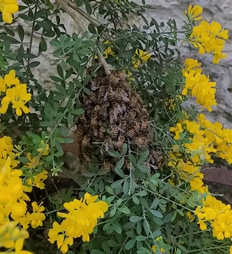 The first swarm of honey bees that arrived in my garden and started my beekeeping journey