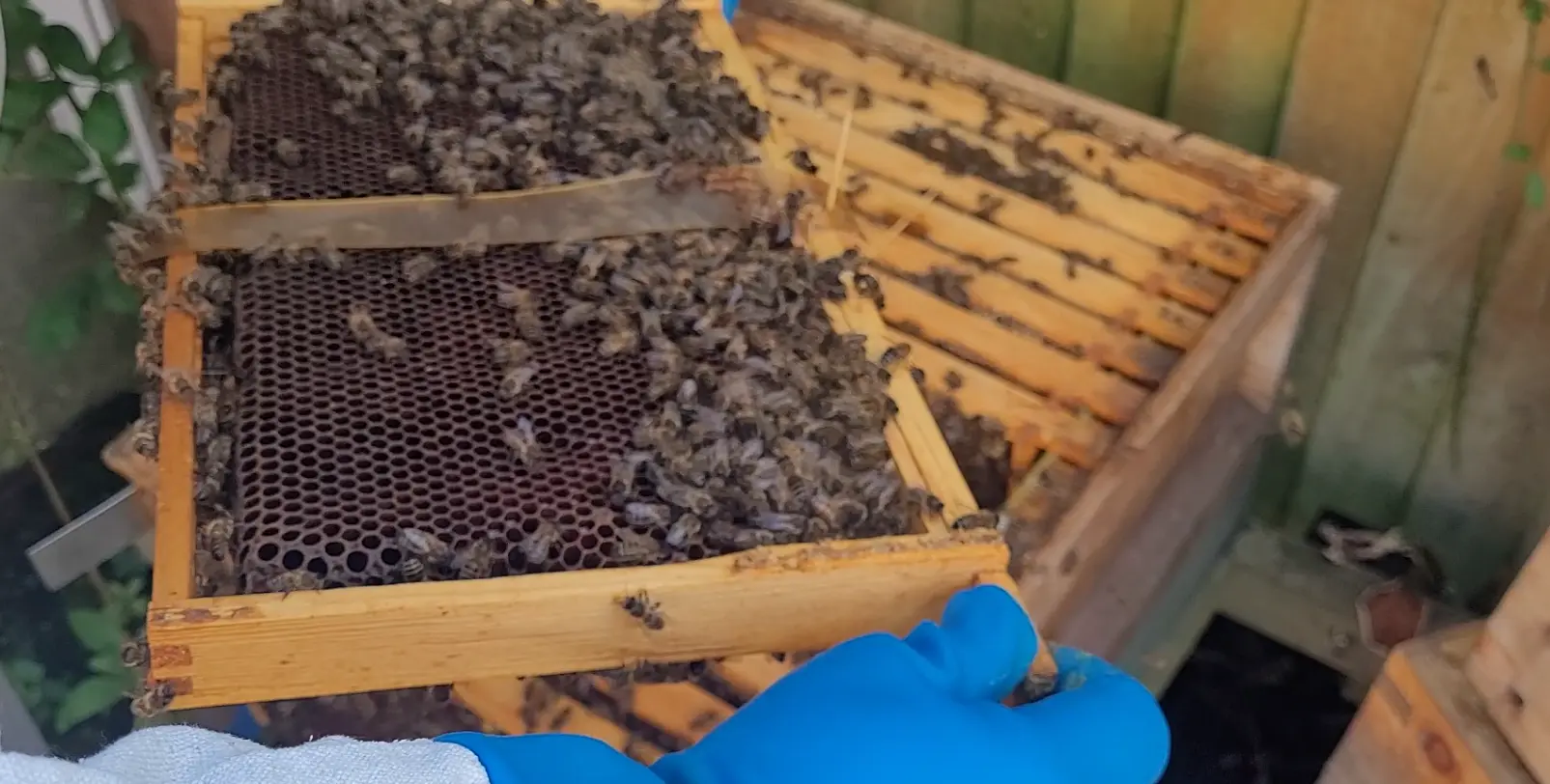 Beekeeper examining a brood frame for signs that a honey bee colony is queenless