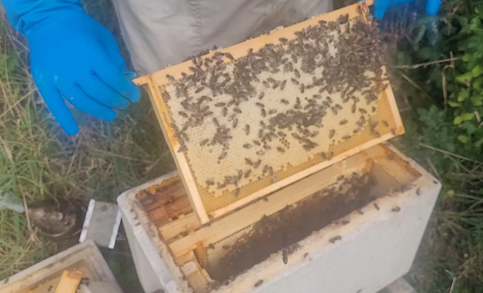 Bees on a frame from a six-frame poly nuc before the colony later disappeared