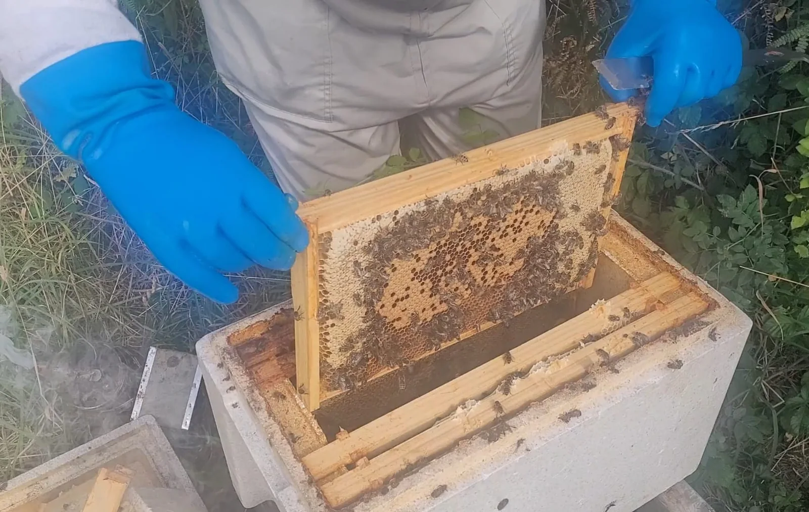 Bees covering comb in the six-frame poly nuc during an earlier inspection before the colony disappeared