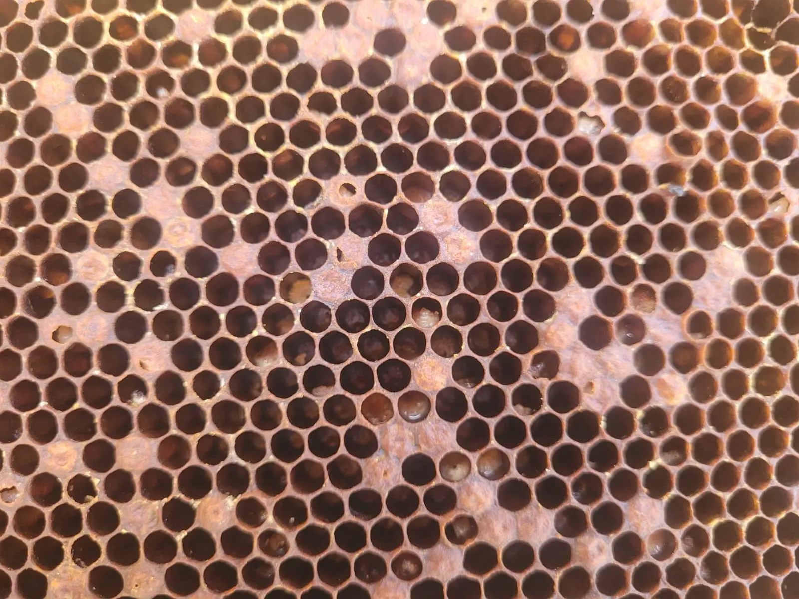 Spotty brood pattern in a honey bee frame later confirmed as European Foulbrood