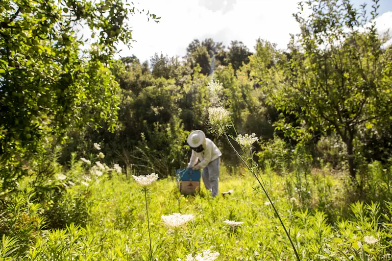 Apiary with beehives