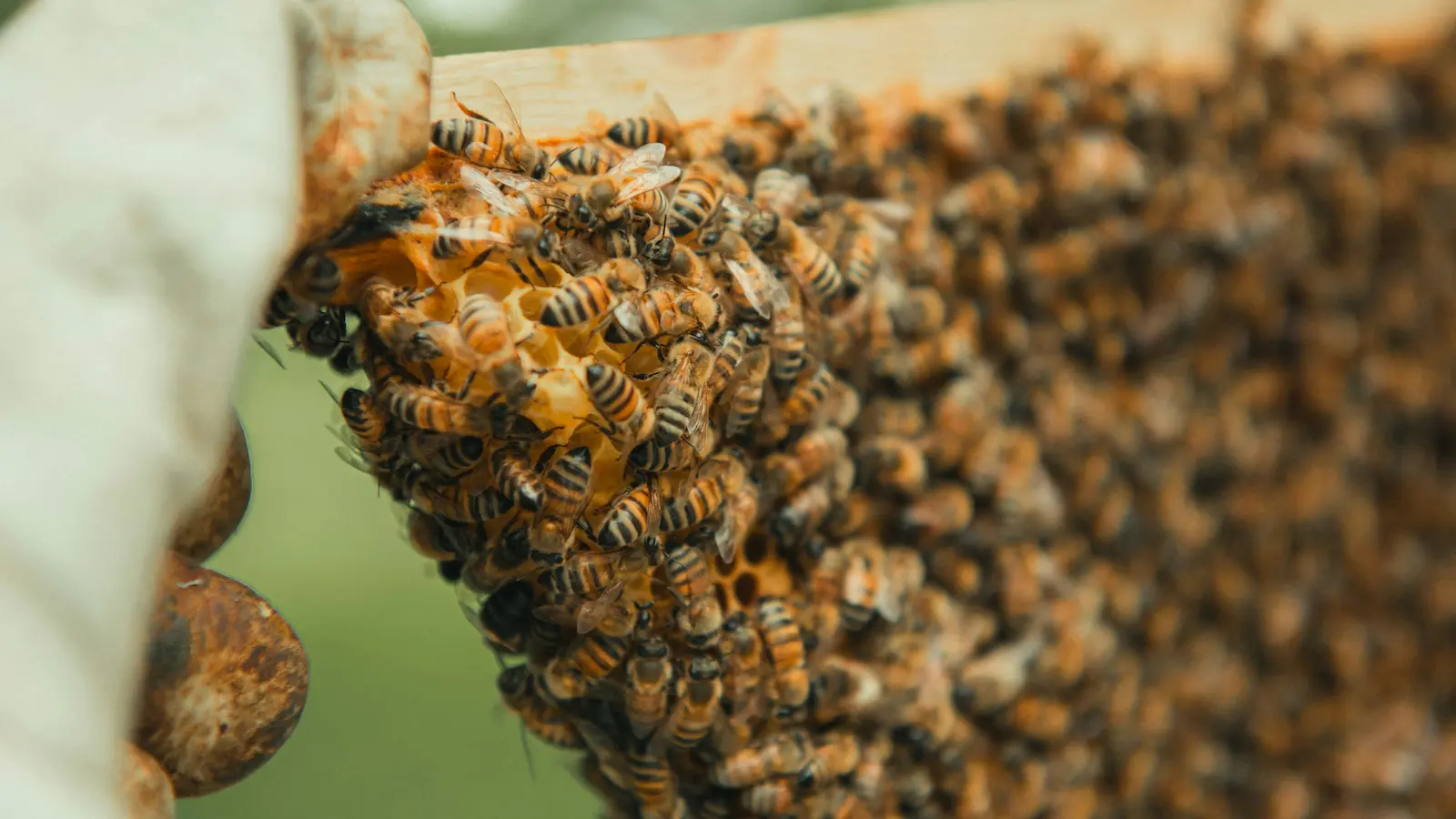 Frame of honeybees on comb in a hive