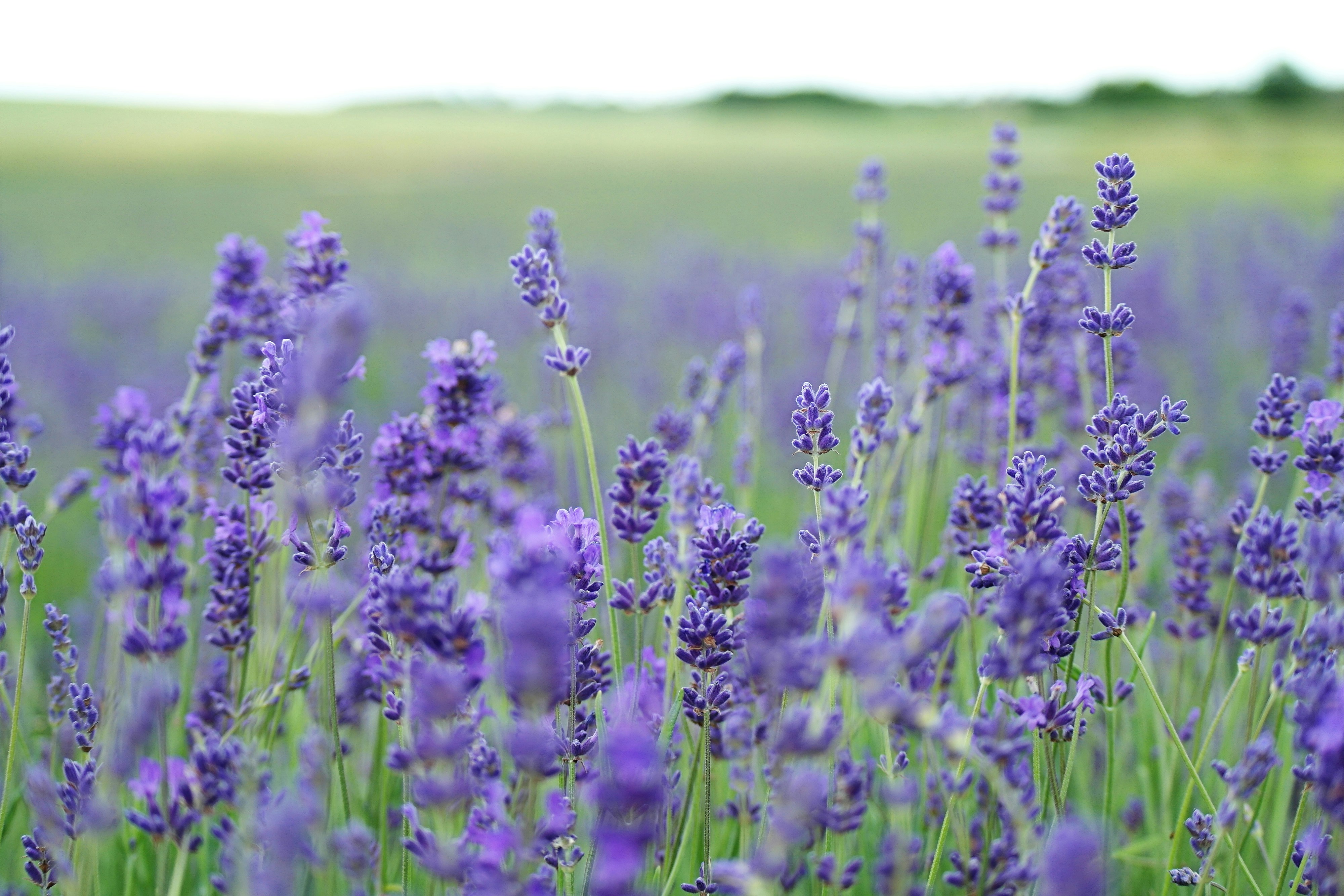 Picture of Spring Flowers
