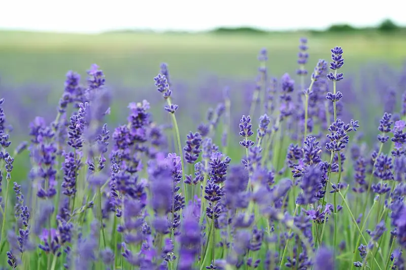 Lavender field in bloom showing forage for pollinators and honeybees