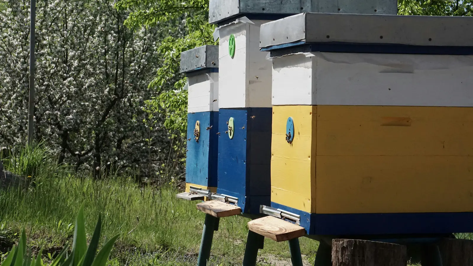 Beehive in a frosty UK apiary on a November morning