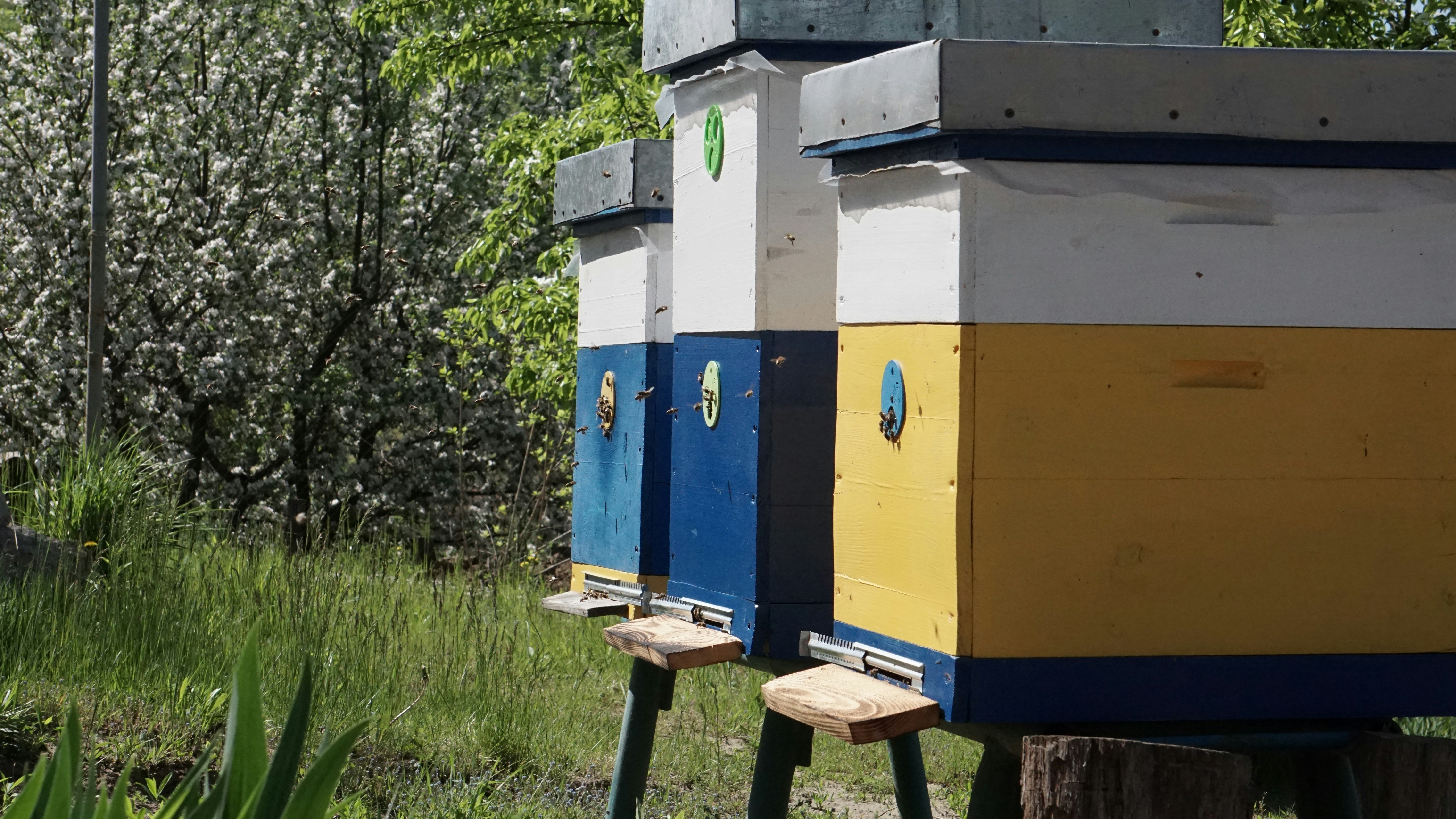 Beekeeping banner showing hive in winter