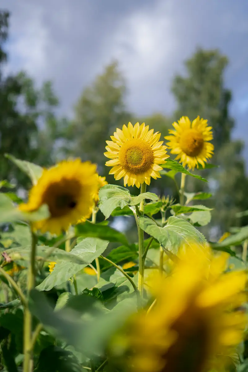Summer bees foraging on colourful flowers in a UK apiary
