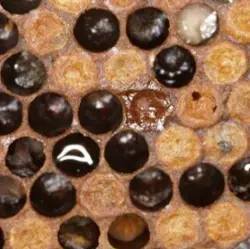 Close-up brood frame showing suspected American foulbrood symptoms including sunken perforated cappings
