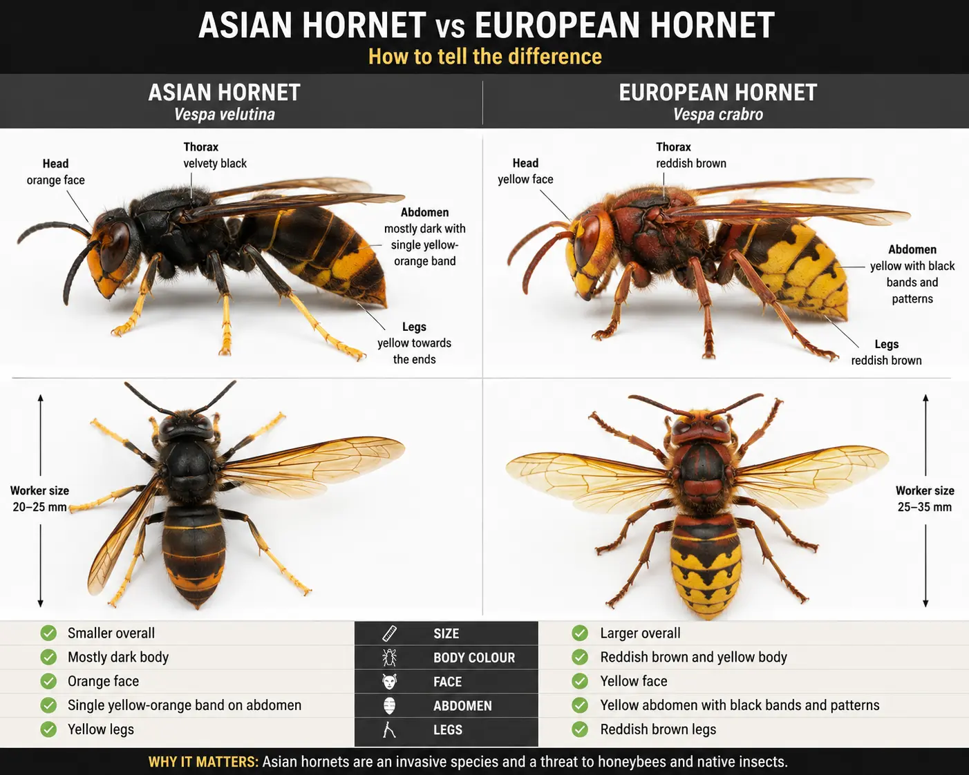 Comparison image showing Asian hornet and European hornet identification differences