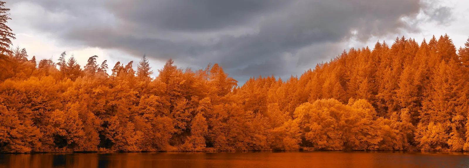 Row of beehives in an autumn UK landscape with golden leaves, representing seasonal beekeeping management