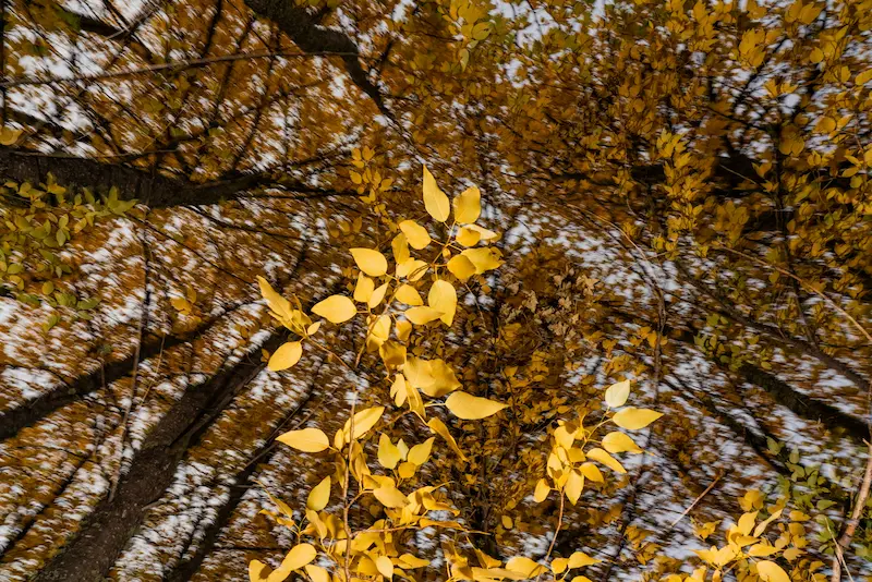 Autumn UK apiary scene with beehives surrounded by trees with golden and brown leaves