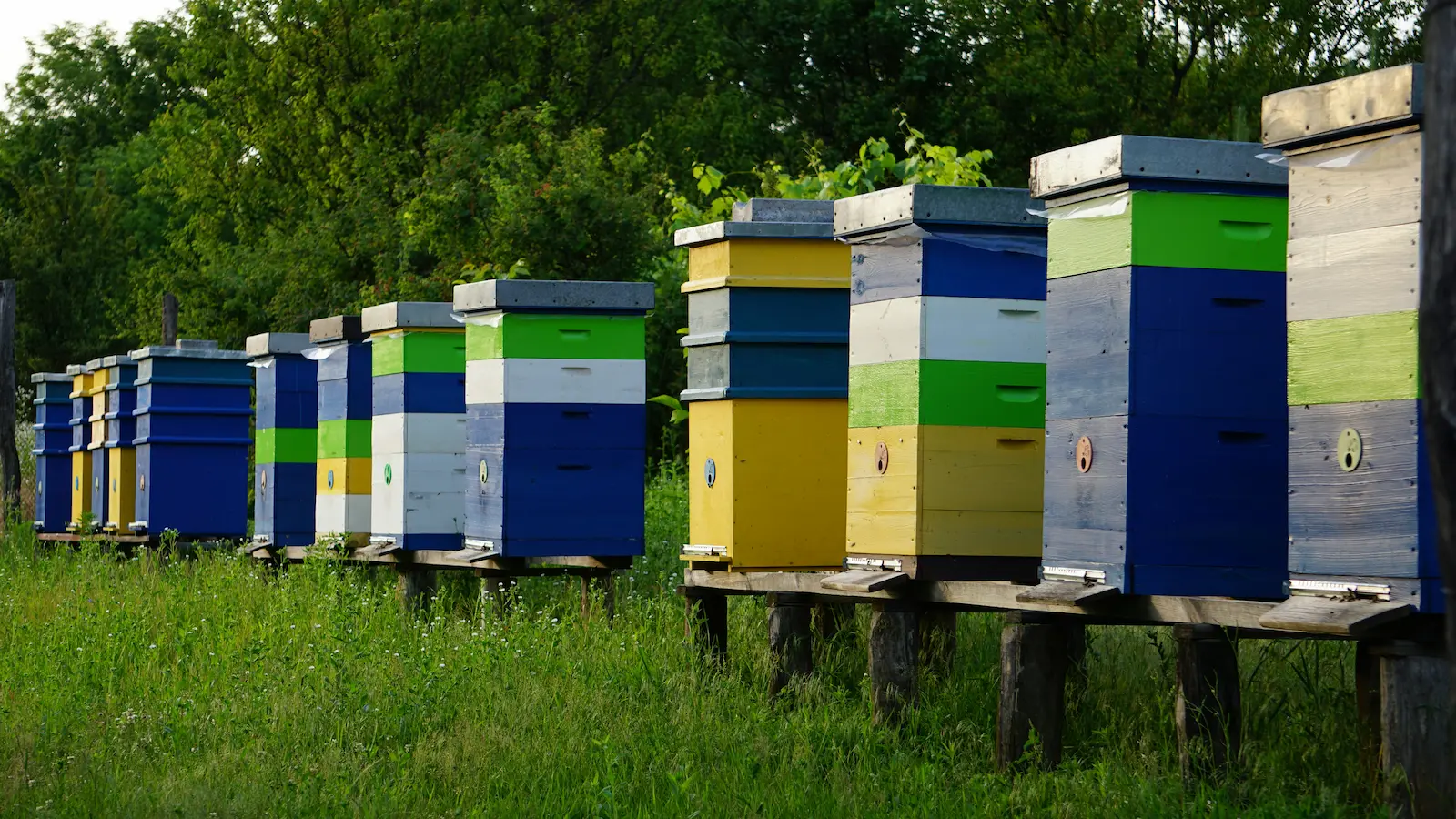 Row of beehives in a spring UK apiary representing April beekeeping tasks