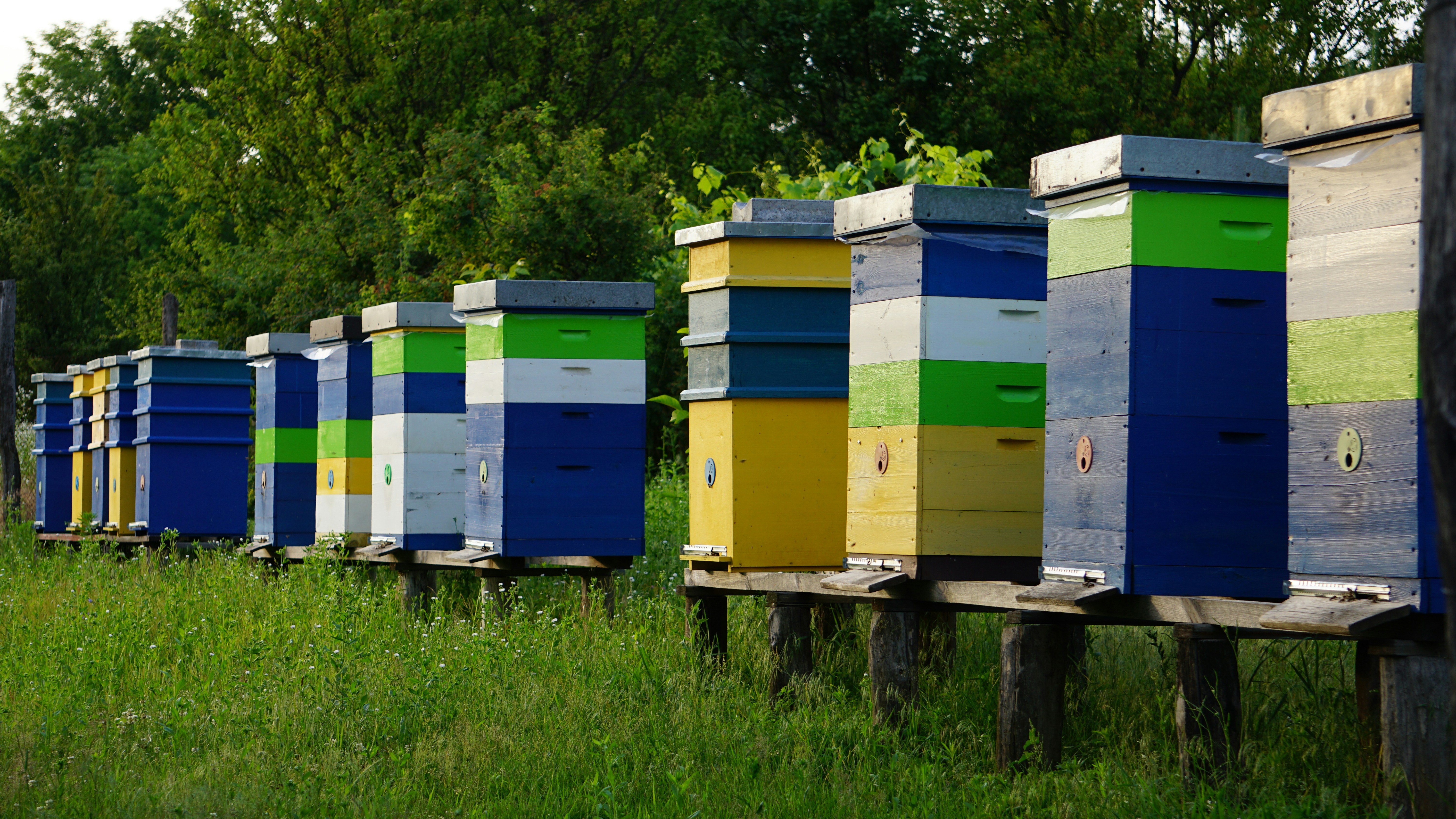 Beekeeping banner showing hives and nature