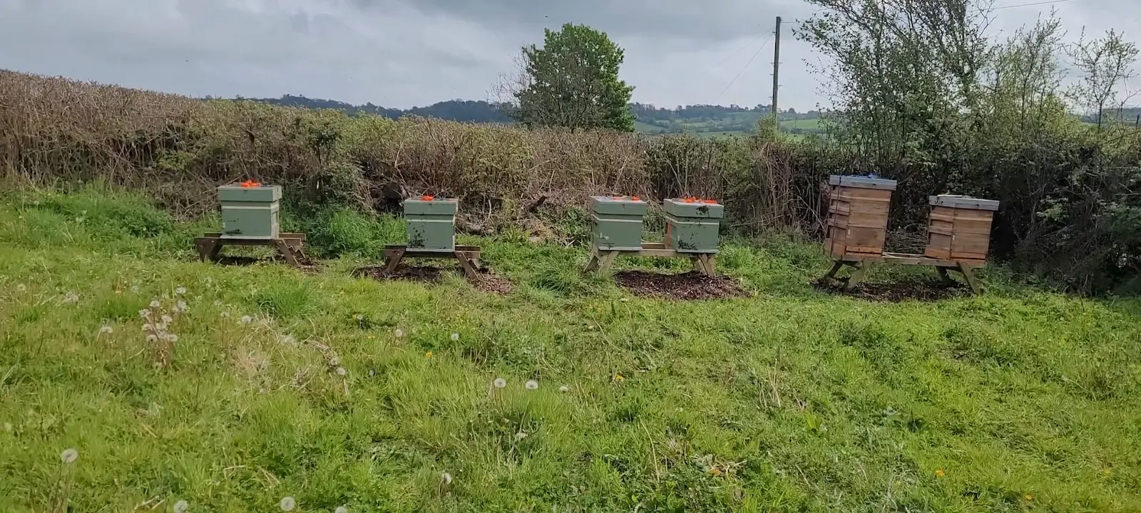 Beehives in a UK apiary being monitored during mid-summer for health and varroa