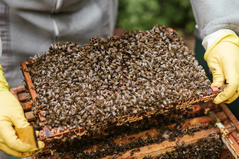 Bee inspector examining brood frames for varroa and disease in early spring
