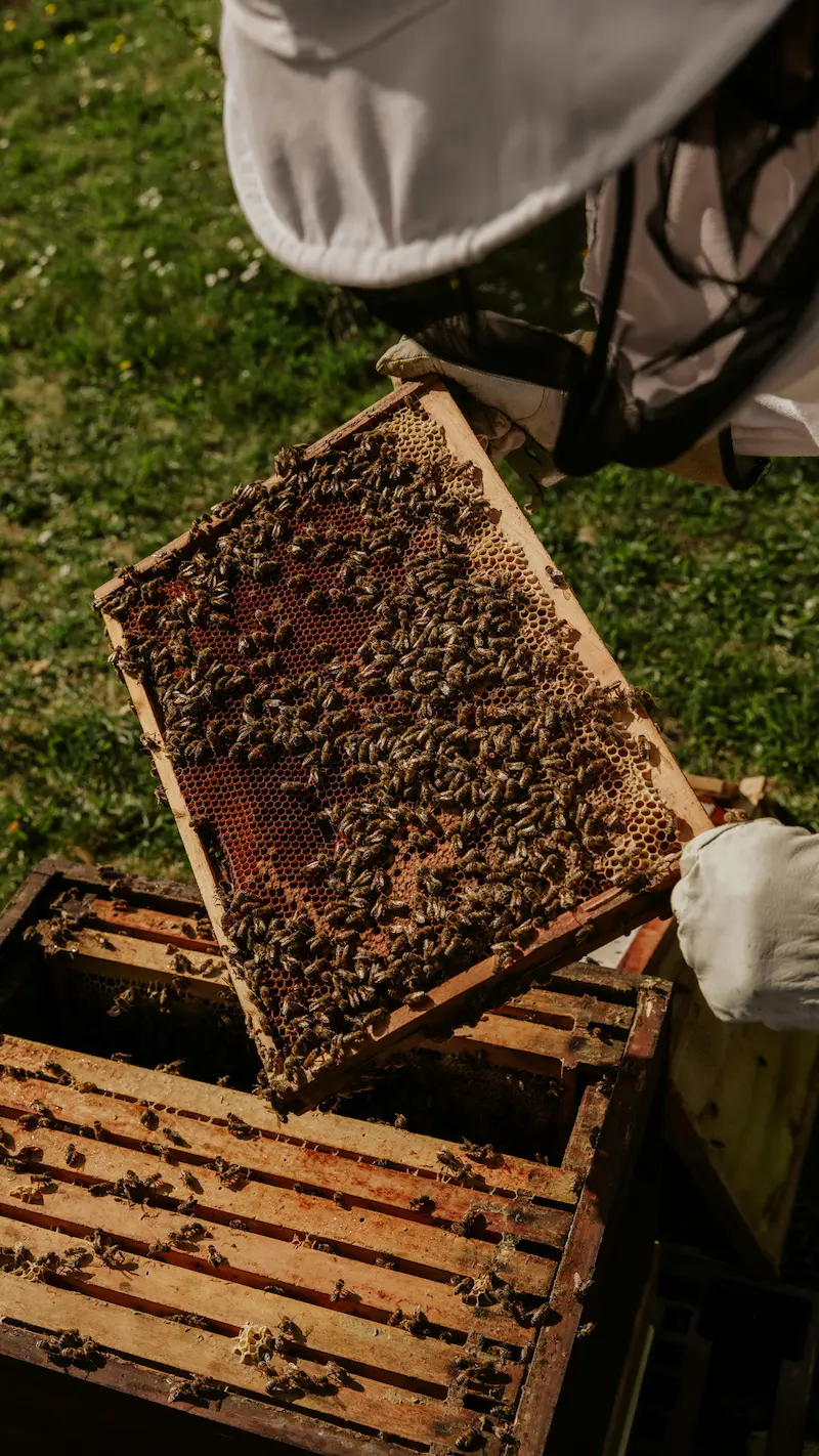 Beekeeper inspecting frames before preparing hives for winter