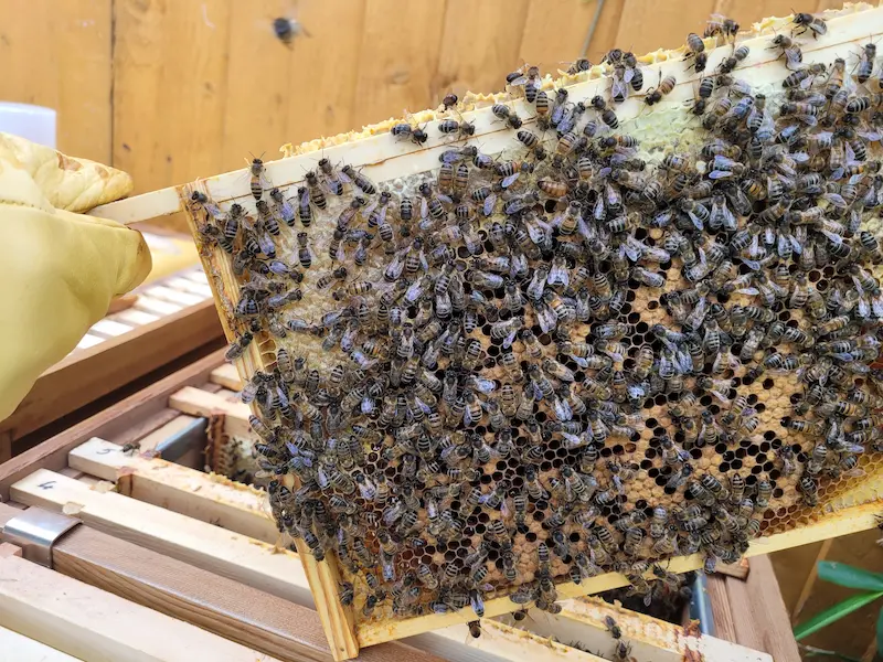 Brood frame being checked carefully for signs of bacterial disease