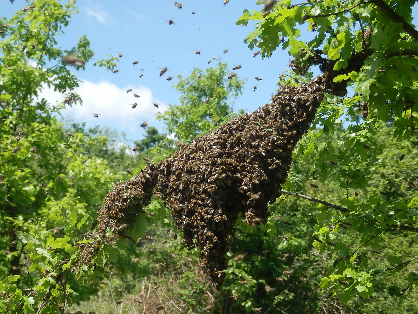 Cluster of bees forming a swarm on a branch during spring in the UK