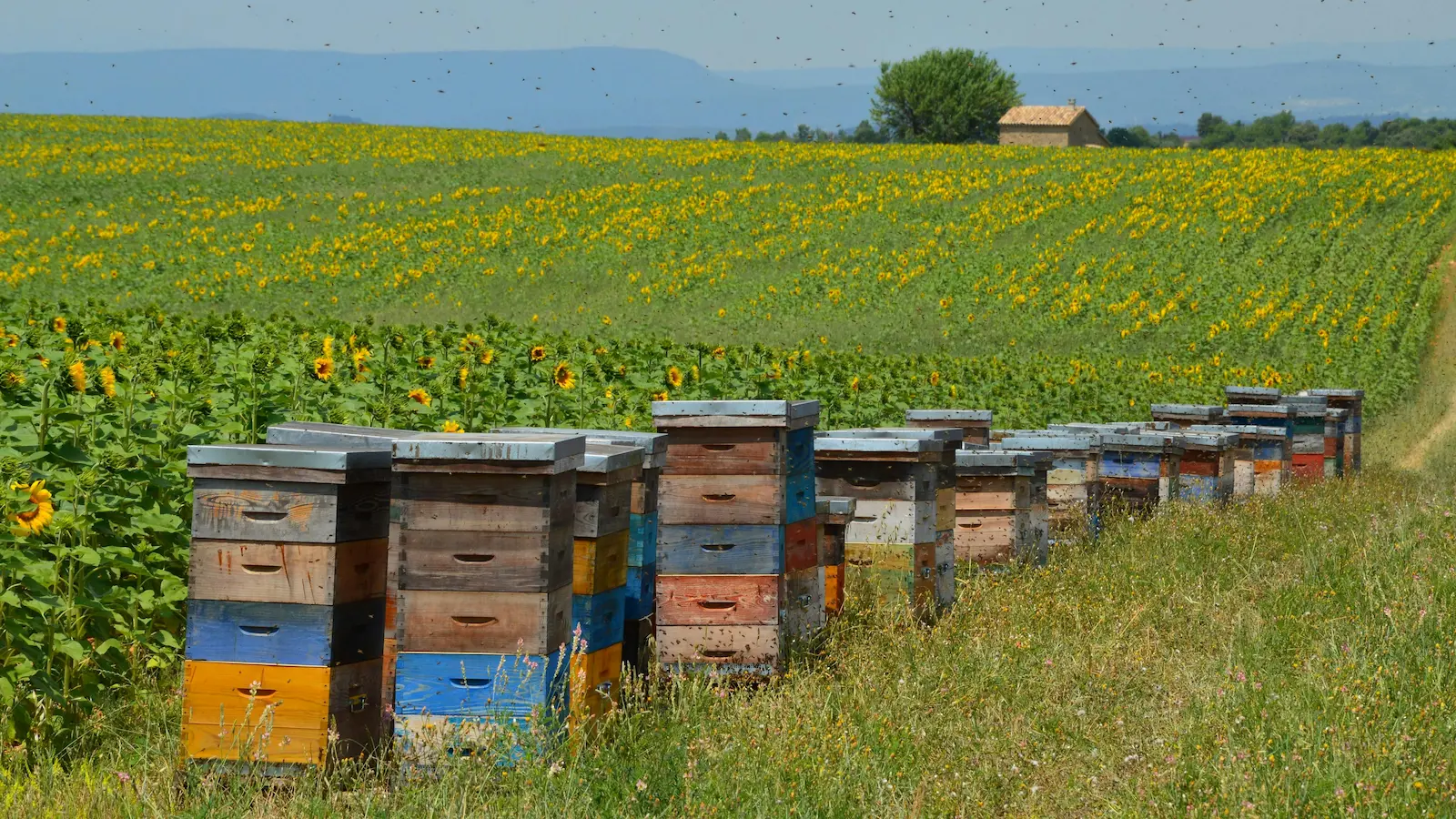 Beehive and beekeeping equipment in a UK apiary