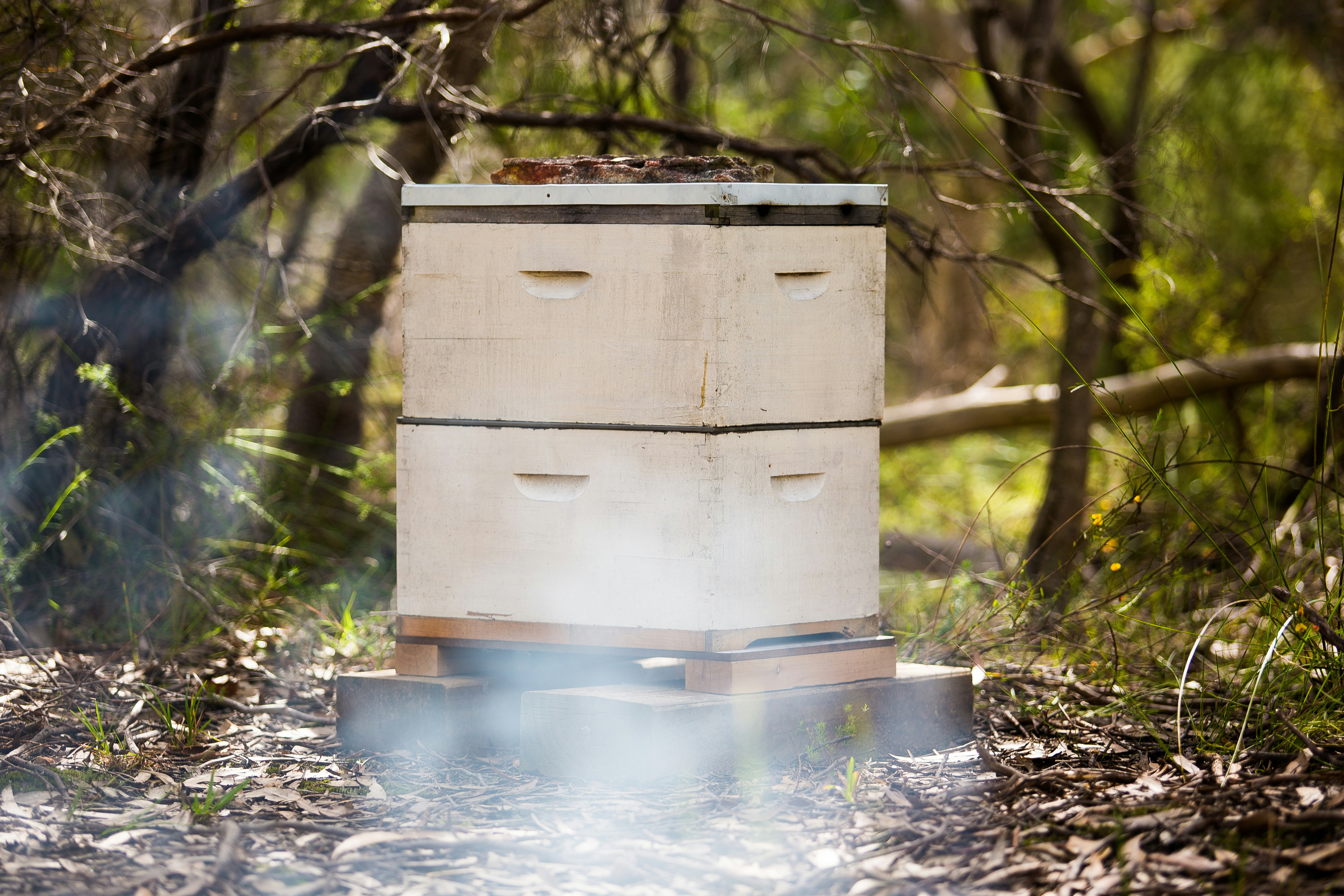 Image of a Bee Hive