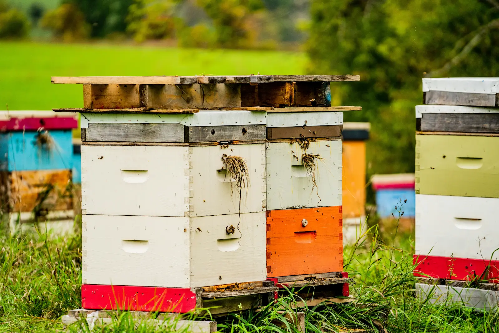 Close-up of beehives in early spring in a UK apiary