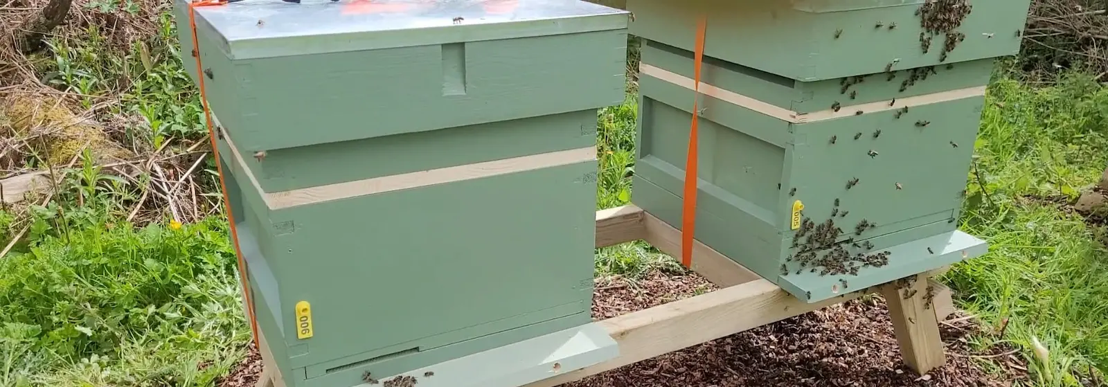 Honeybees and beehives representing pollination, biodiversity and UK food crops