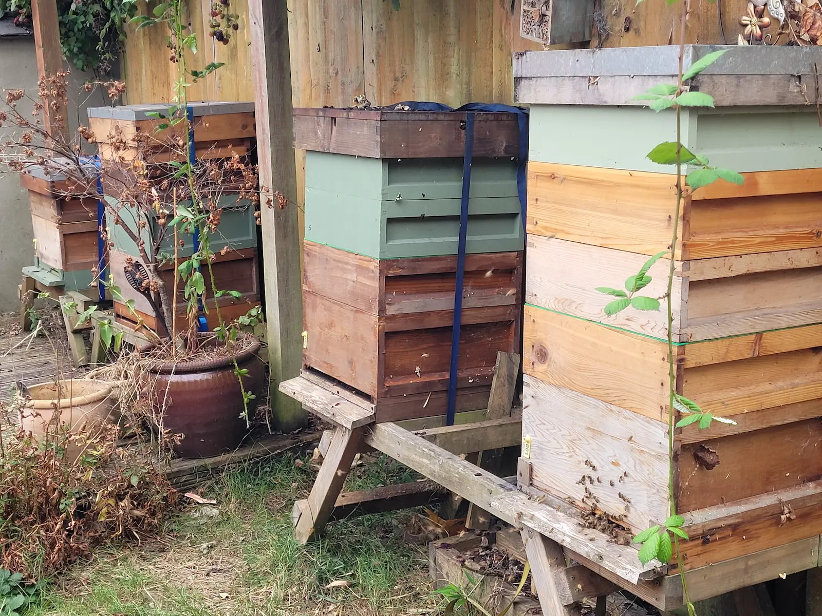Row of beehives in a summer UK apiary during the June honey flow