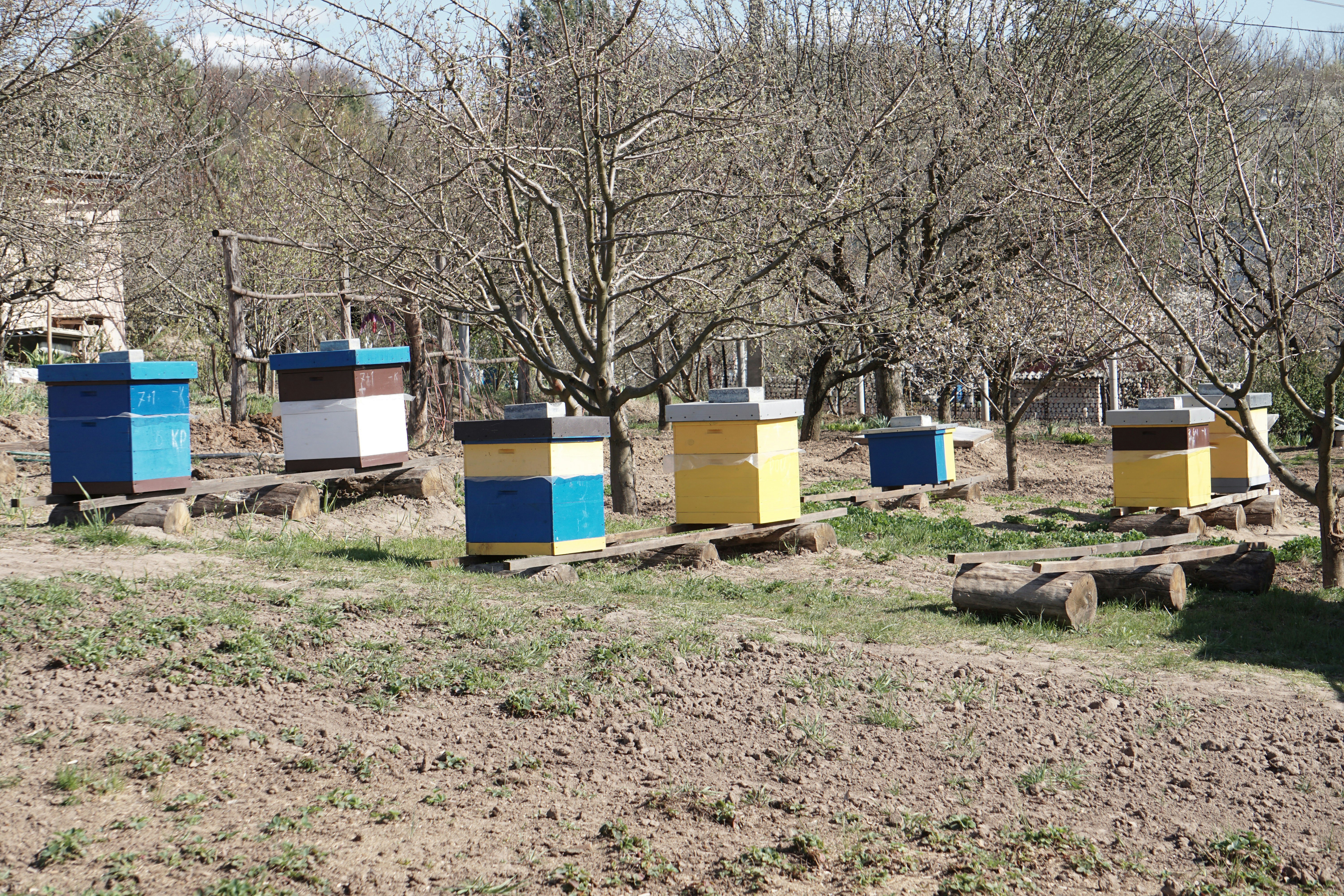 Beekeeping banner showing hives covered in snow