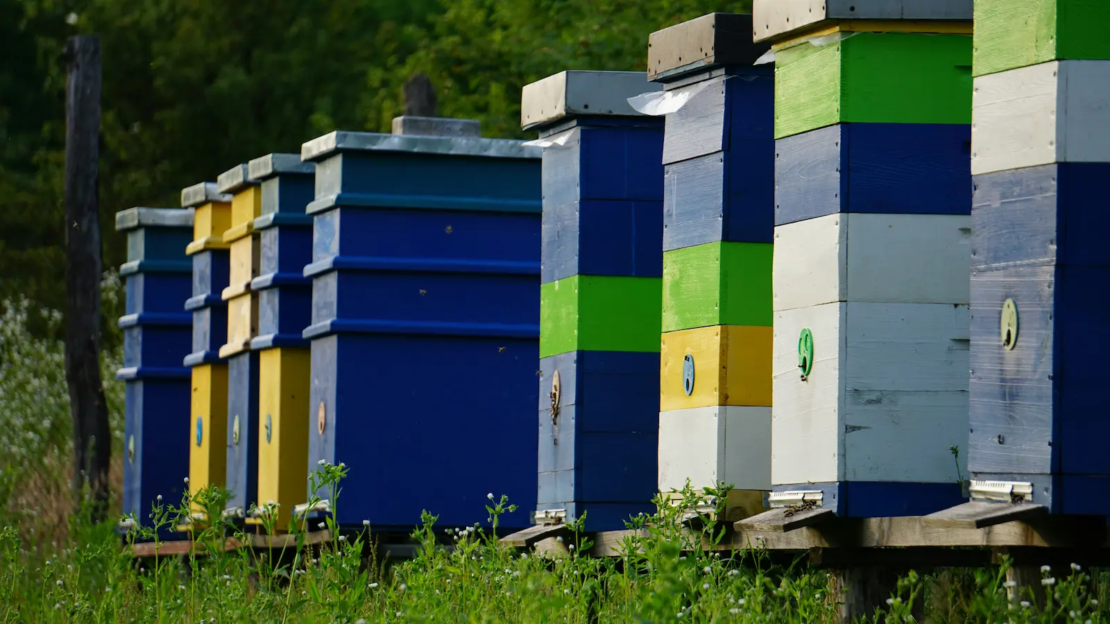 Row of beehives in a UK apiary representing hive pest risks