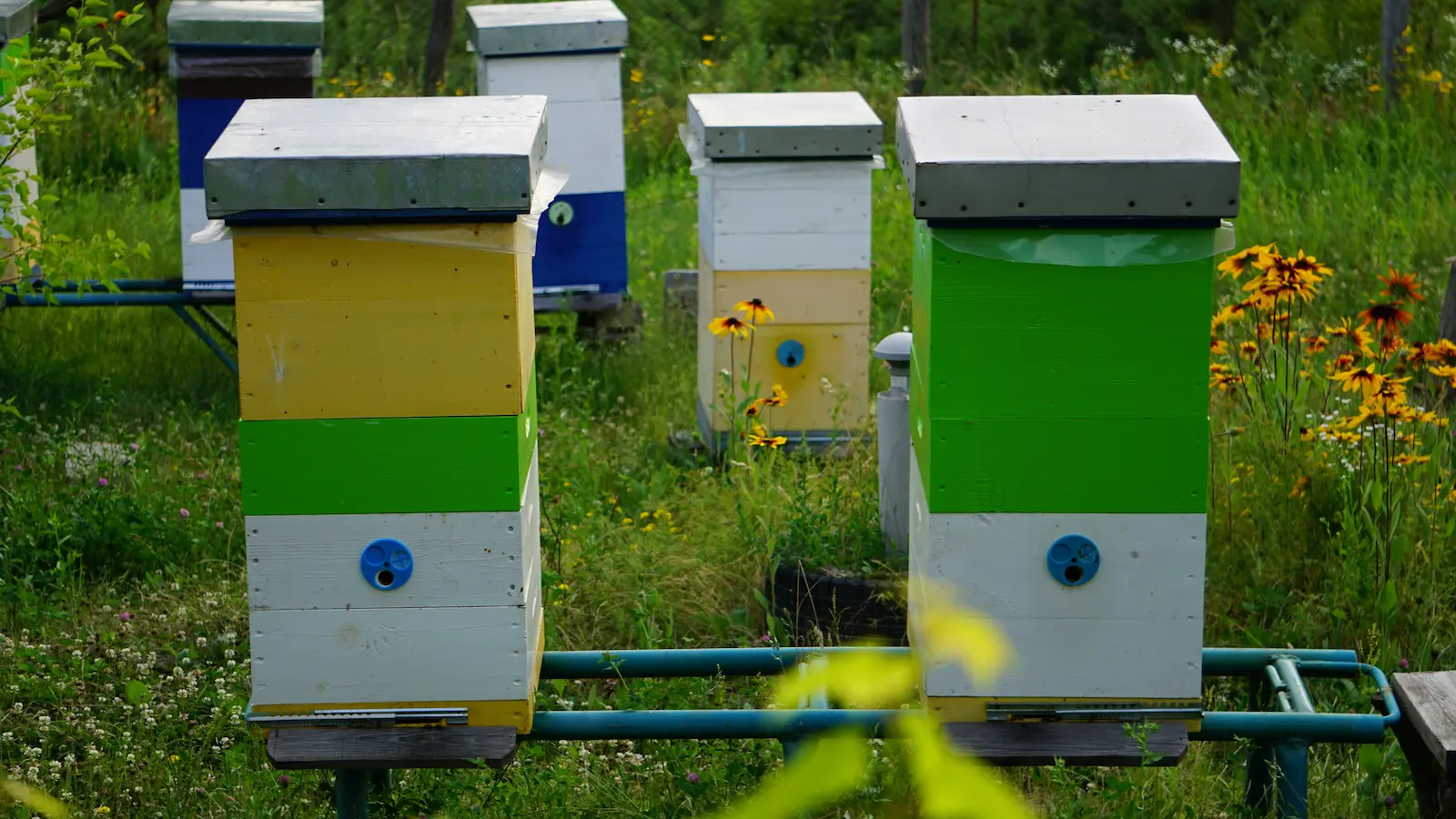 Beekeeping banner showing hives, where parasitic mite pressure can build