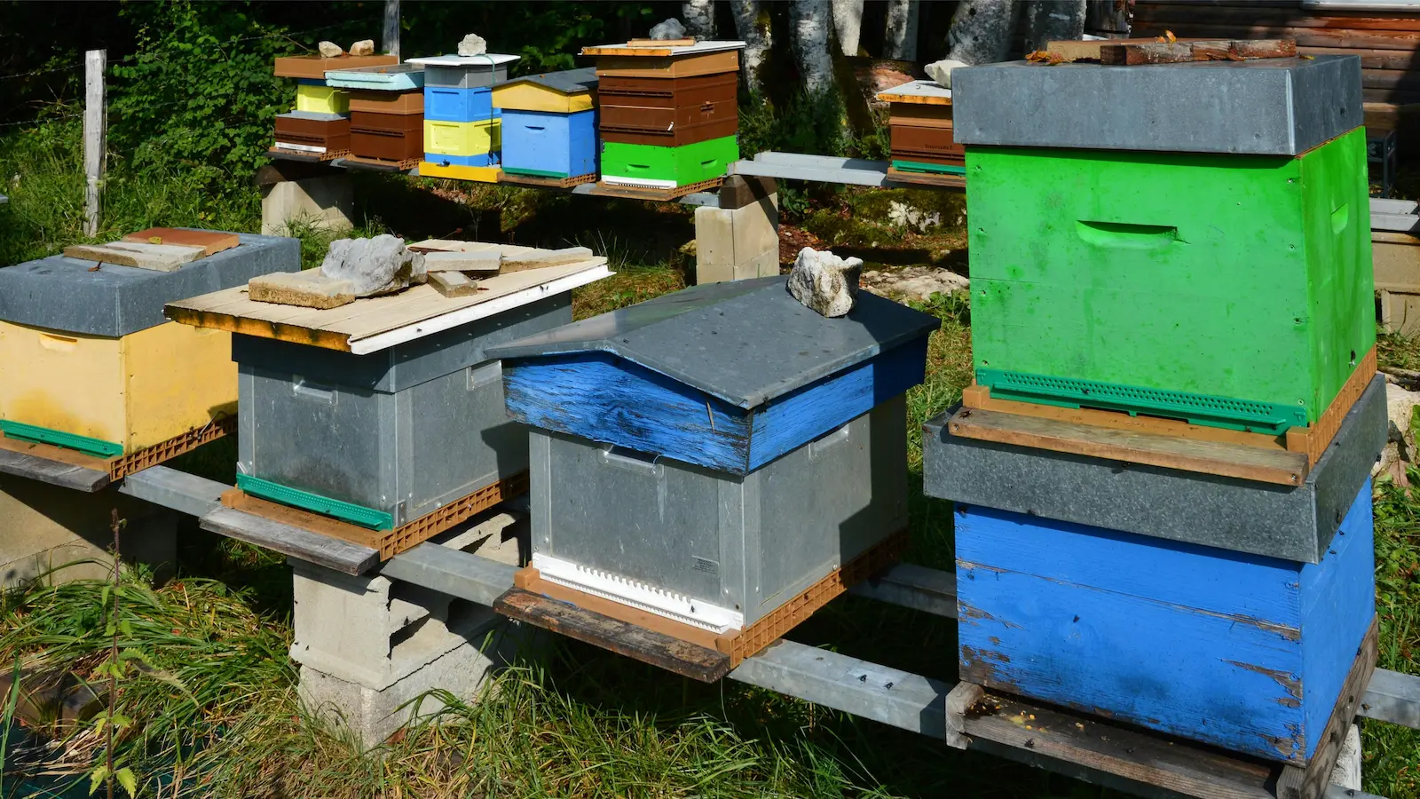 Beekeeper preparing to extract honey from hive supers