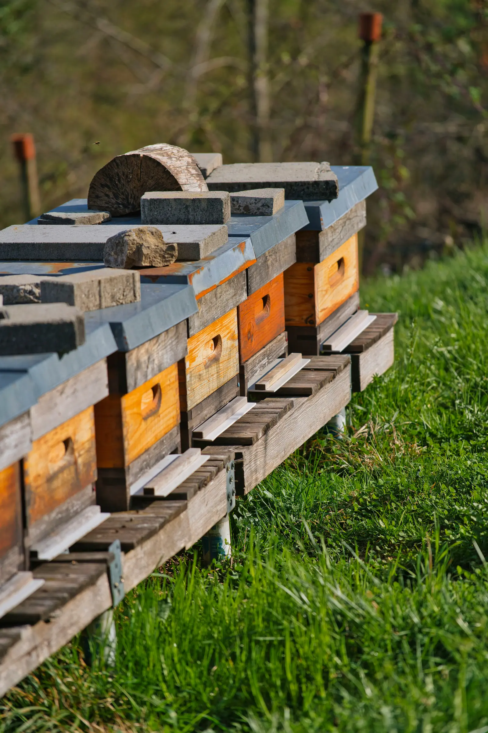 UK beehives representing honeybee behaviour, communication and colony organisation