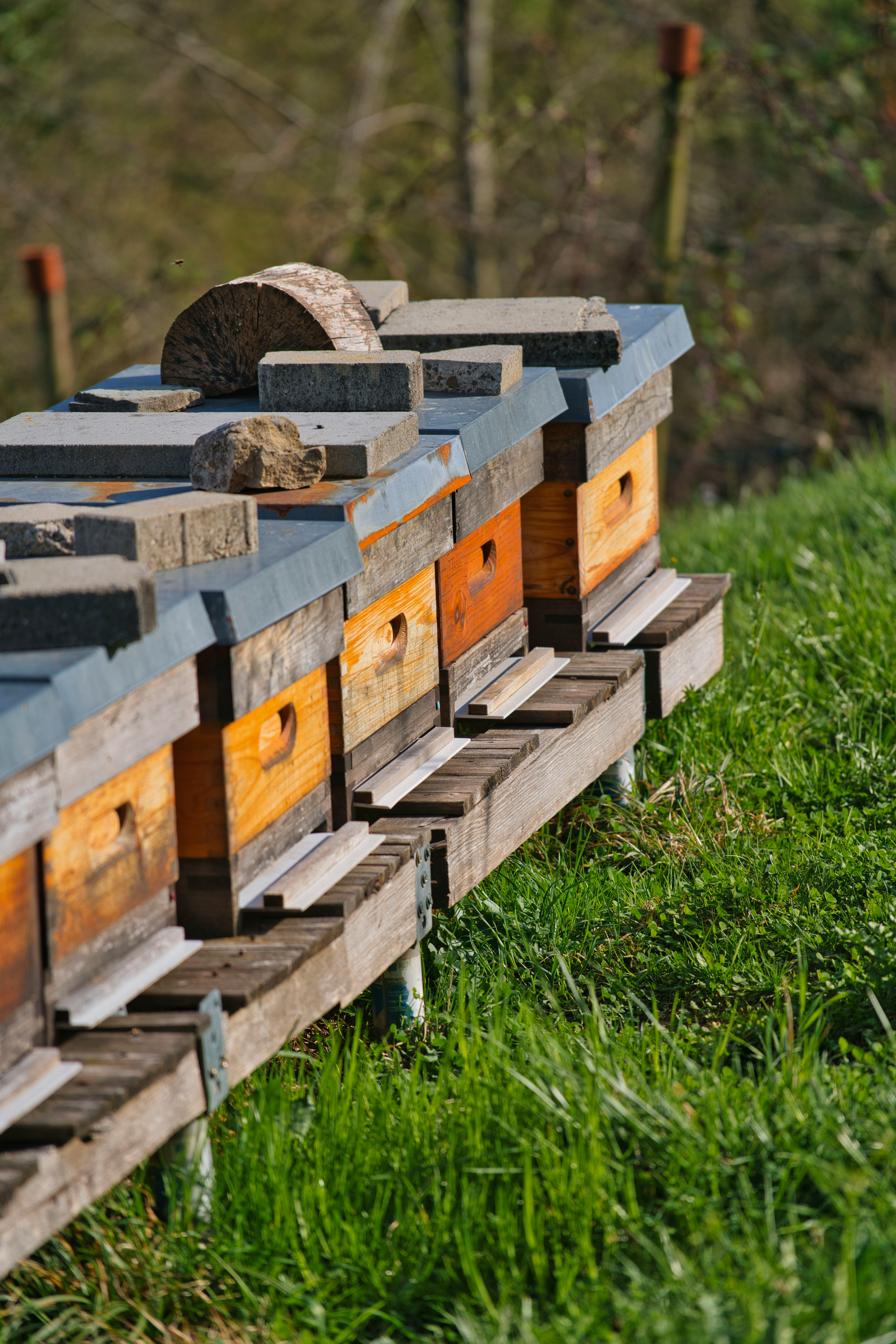 Photo of Beehives