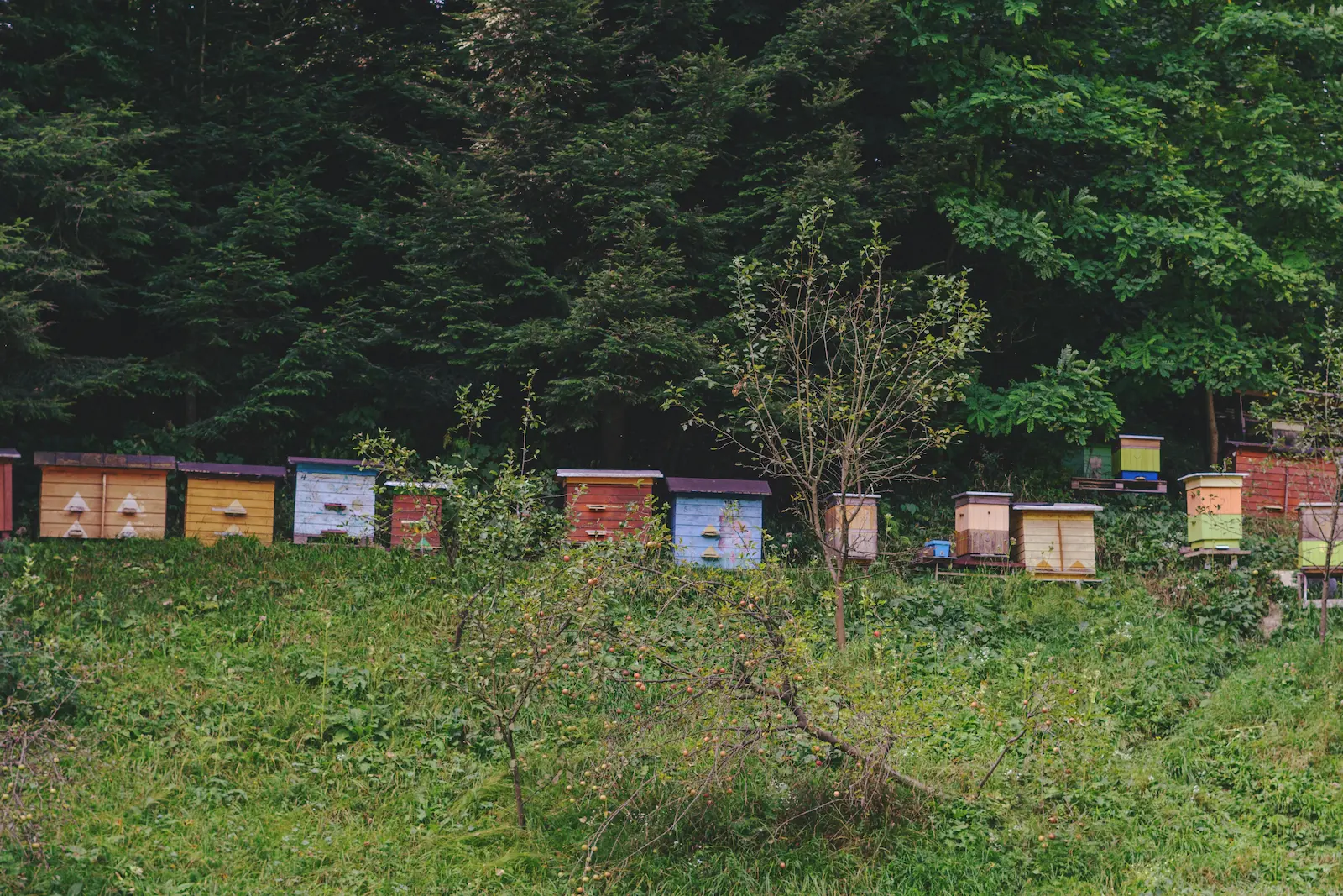 Row of beehives in an apiary during the honey-producing season