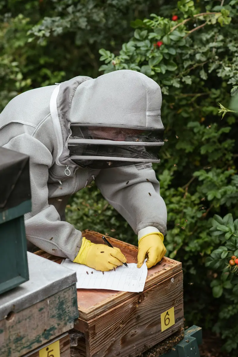 Beekeeper carefully examining brood frames during a hive inspection in the UK