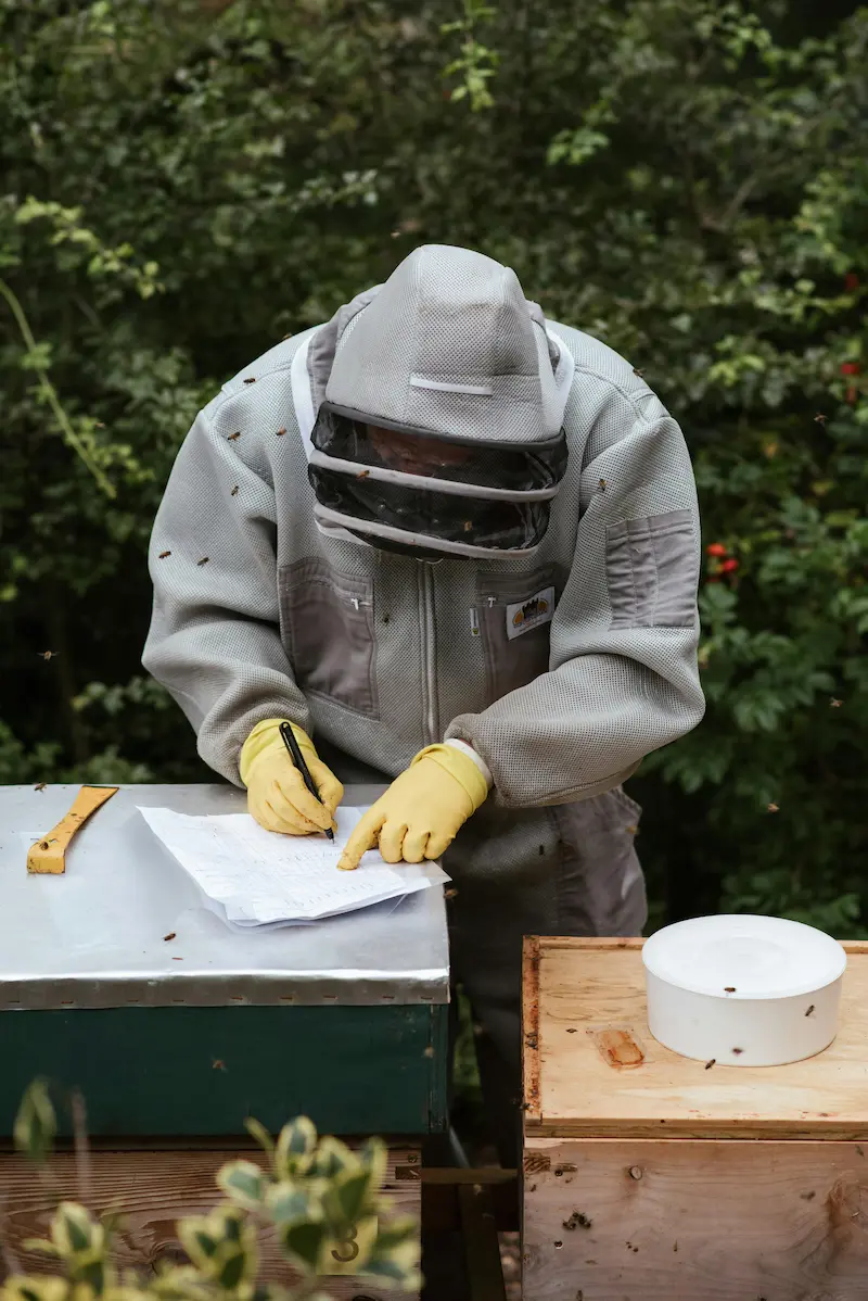 Beekeeper inspecting brood frames while checking for disease and hive hygiene