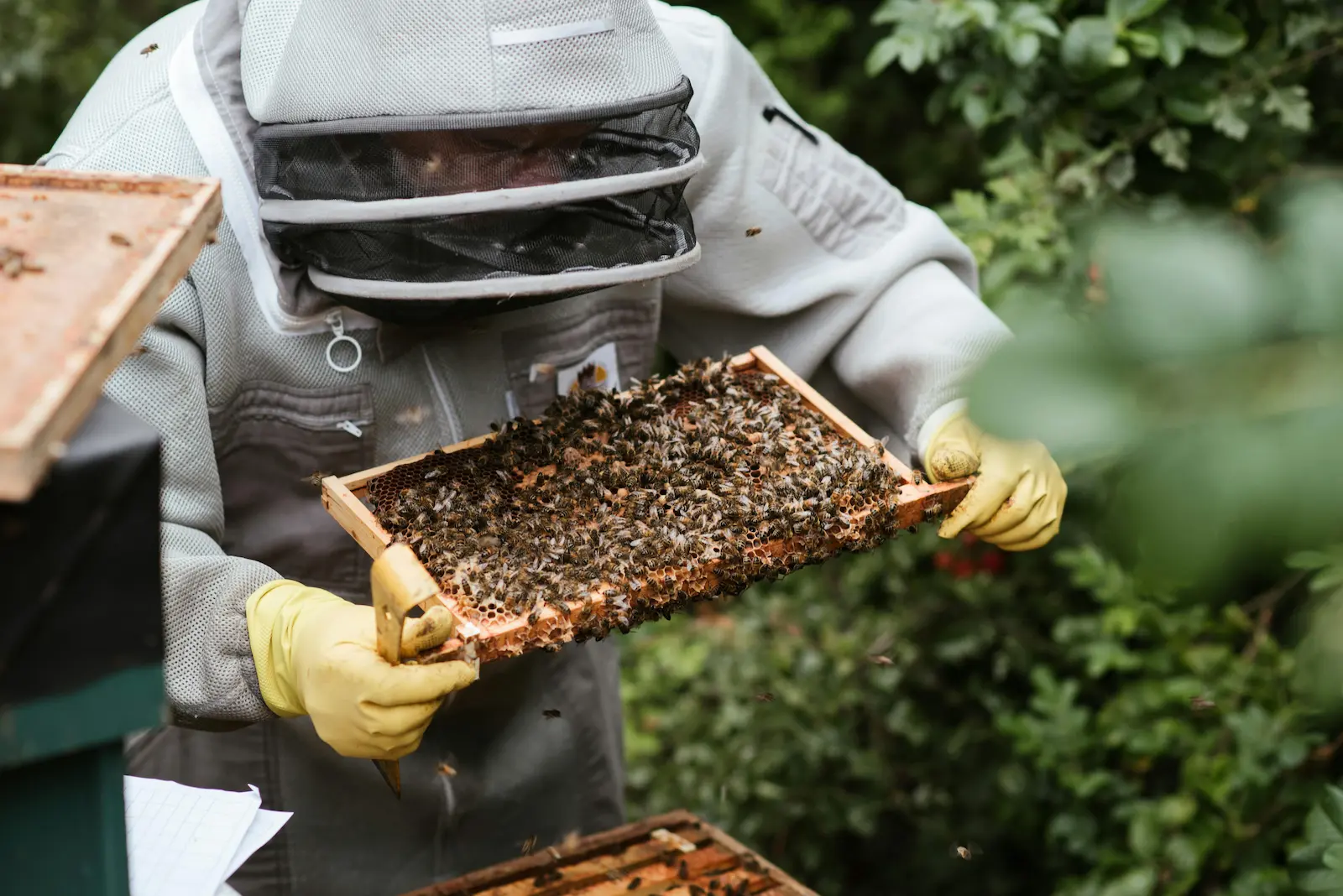 Beekeeper inspecting brood frames during a routine hive inspection in the UK