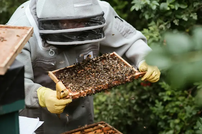 Beekeeper inspecting frames for queen cells and brood in June