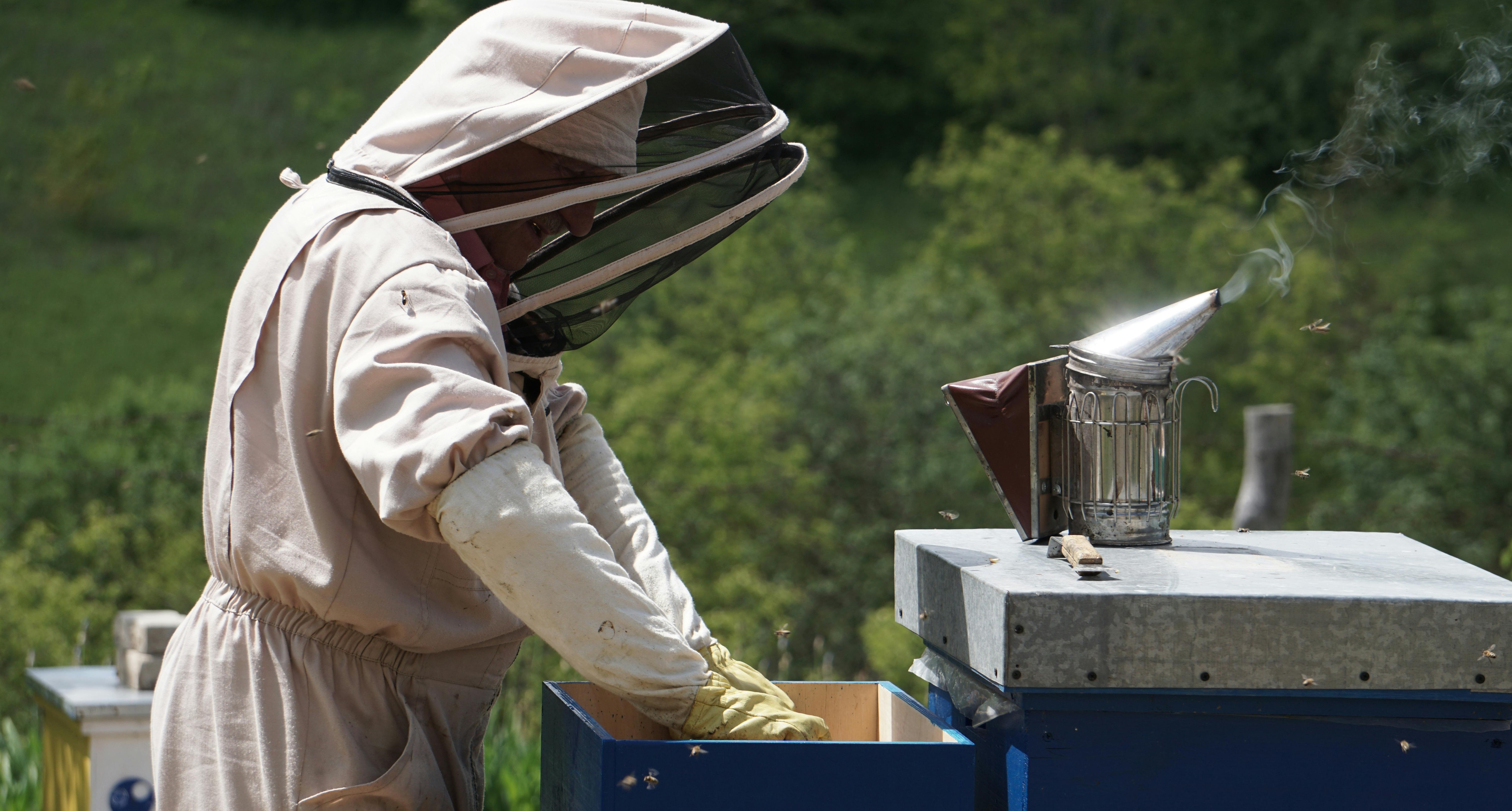 Picture of Beehives in a Row