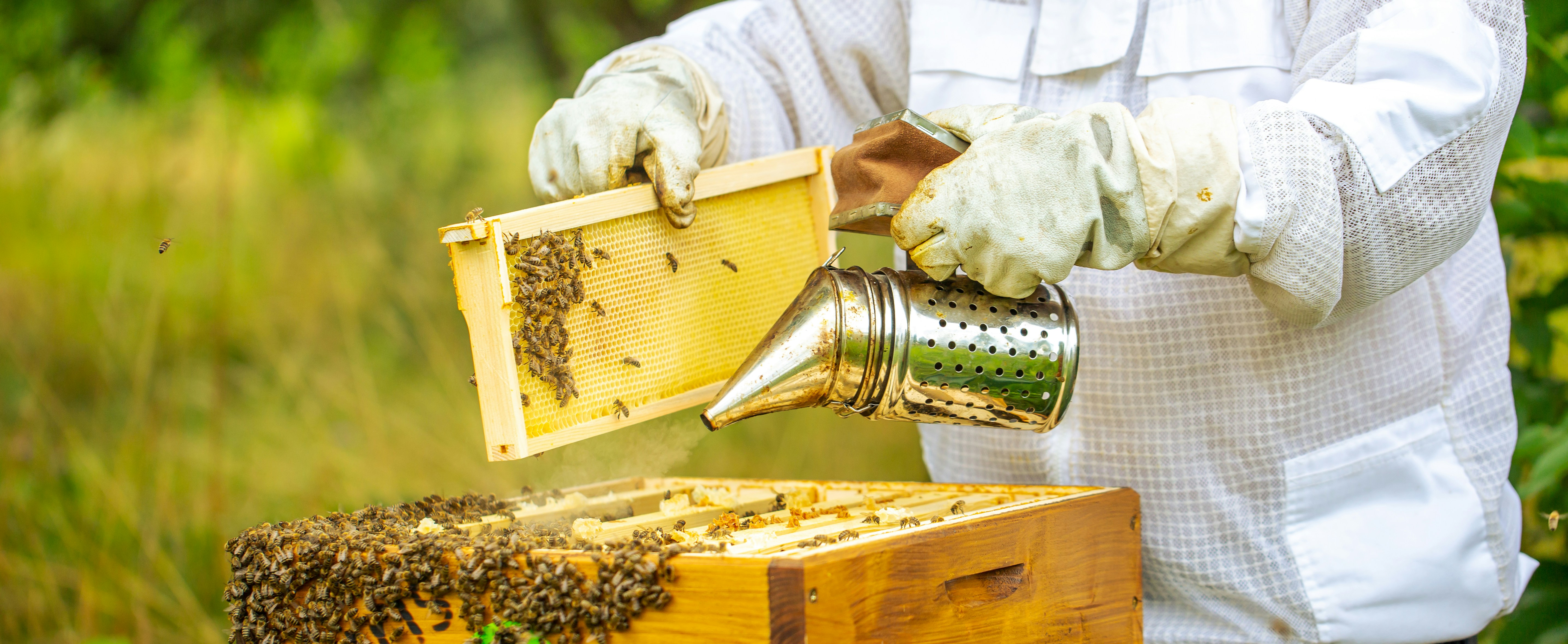 Image of a Beekeeper with his Smoker