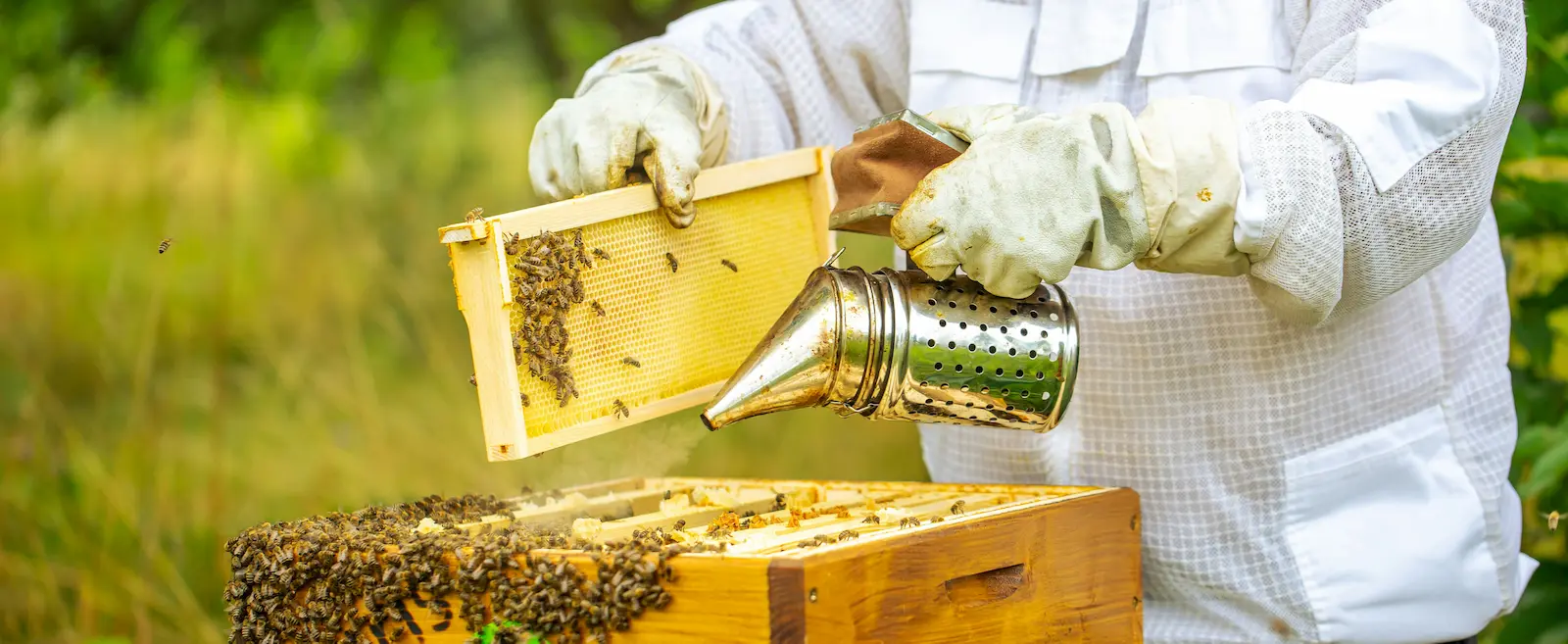 Beekeeper holding a smoker while working near hives in a UK apiary